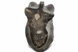Cut/Polished Theropod Dinosaur (Allosaurus) Vertebra - Utah #360976-2